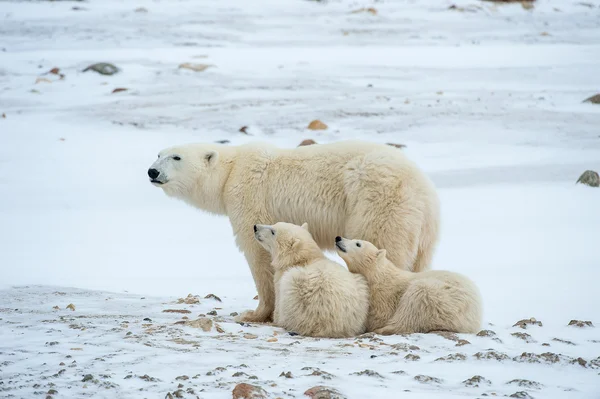 Polar hon-bear med ungar. — Stockfoto