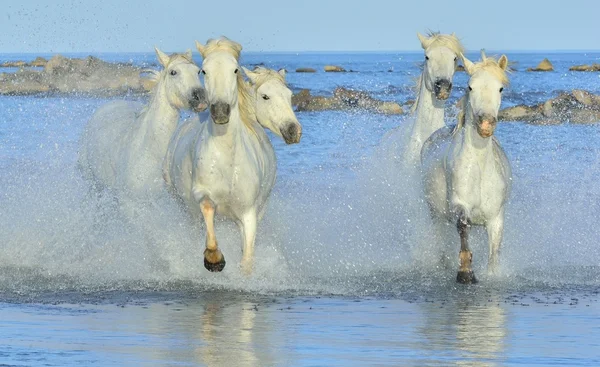 Kudde witte Camargue paarden — Stockfoto