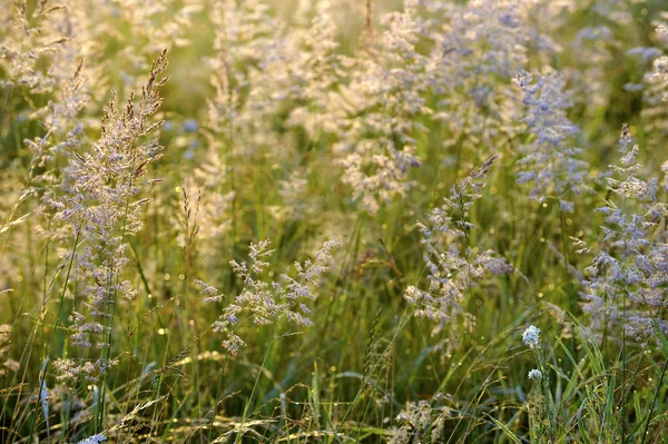 Abstract background by Grass — Stock Photo, Image