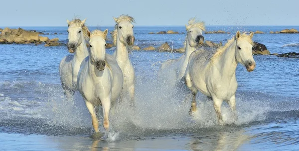 Kudde witte Camargue paarden — Stockfoto