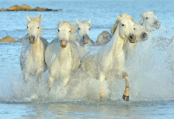 Herd of White Camargue Cavalos — Fotografia de Stock