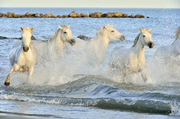 Stado koni Camargue biały — Zdjęcie stockowe