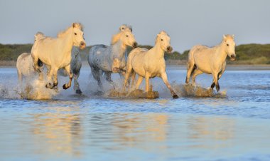 Beyaz Camargue at sürüsü