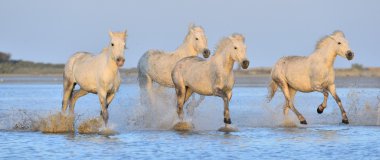 Beyaz Camargue at sürüsü