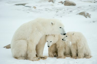 Polar dişi ayı yavruları ile.