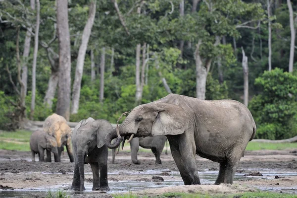 Gli elefanti della foresta africana — Foto Stock