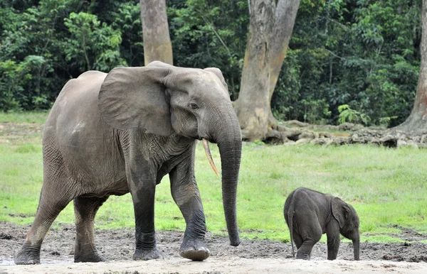 Os elefantes da floresta africana — Fotografia de Stock