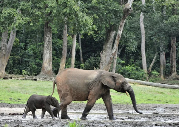 Los elefantes del bosque africano —  Fotos de Stock