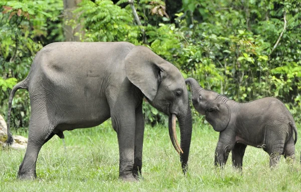 Los elefantes del bosque africano — Foto de Stock