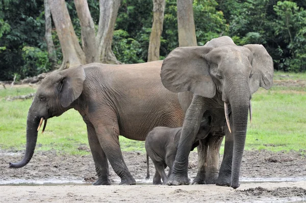 Os elefantes da floresta africana — Fotografia de Stock