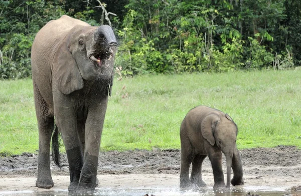 Die afrikanischen Waldelefanten — Stockfoto