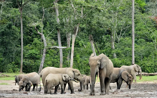 Os elefantes da floresta africana — Fotografia de Stock