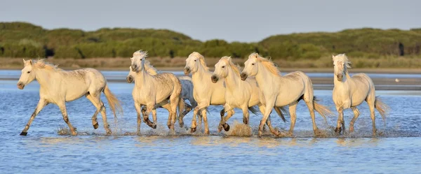 Herd of White Camargue Cavalos — Fotografia de Stock