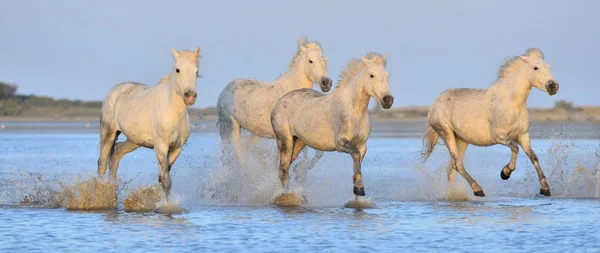 Mandria di cavalli bianchi Camargue — Foto Stock