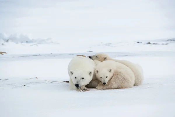 Polar hon-bear med ungar. — Stockfoto