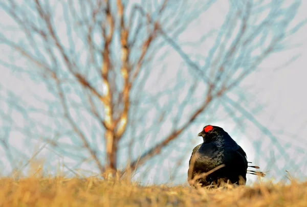 Grouse preto (Tetrao tetrix ) — Fotografia de Stock