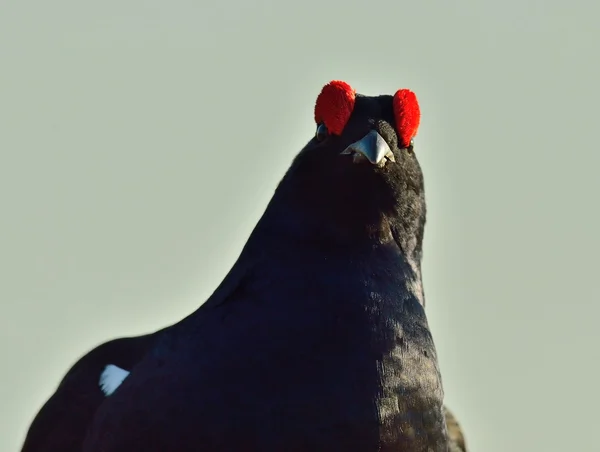 Kara Orman Tavuğu (tetrao tetrix) — Stok fotoğraf