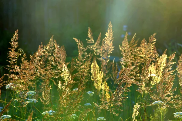 Трава, освещенная солнцем — стоковое фото