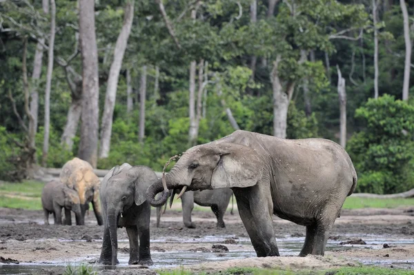 Les éléphants de la forêt africaine — Photo