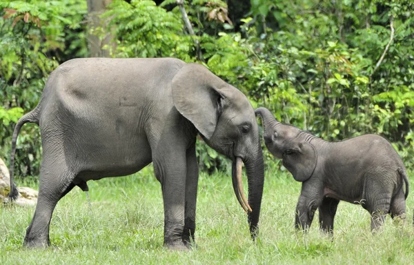 非洲森林大象 — 图库照片
