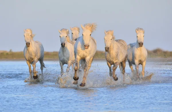 Stado koni Camargue biały — Zdjęcie stockowe