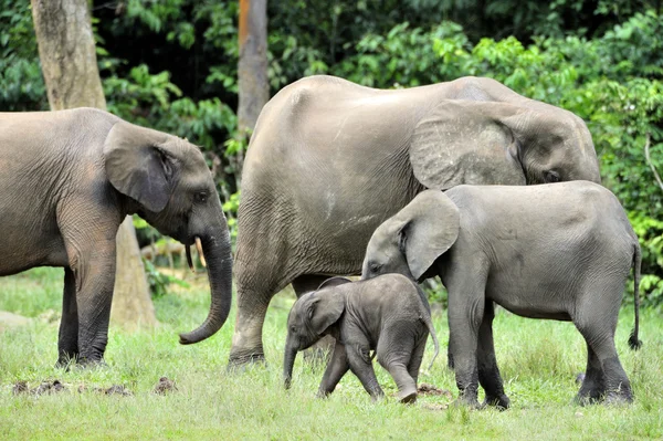 Les éléphants de la forêt africaine — Photo