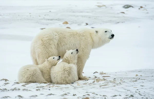 Polar hon-bear med ungar. — Stockfoto