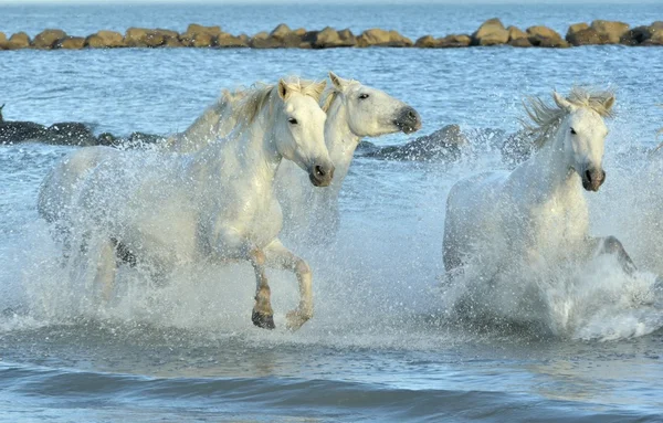 Herd of White Camargue Horses — Stock Photo, Image