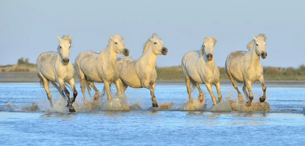 Cavalli bianchi da camargue — Foto Stock