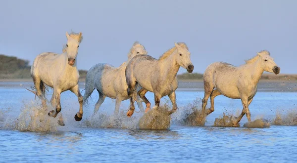 White Camargue Horses — Stock Photo, Image