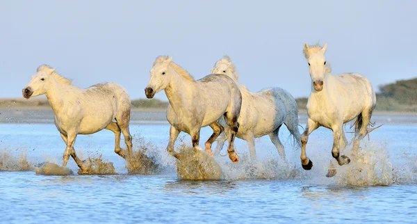 Cavalli bianchi da camargue — Foto Stock