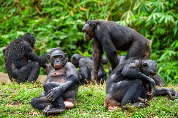 Šimpanz bonobo (pan paniscus). — Stock fotografie