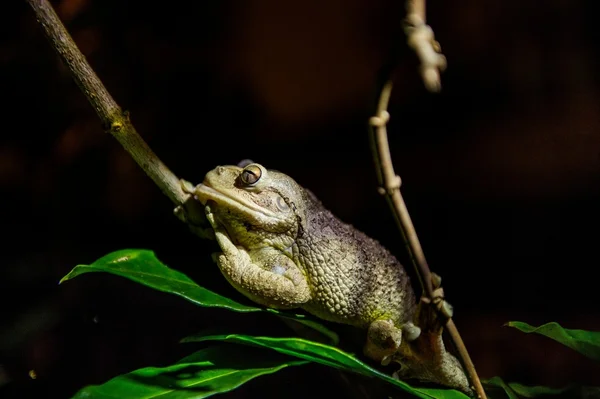 The Cuban tree frog — Stock Fotó