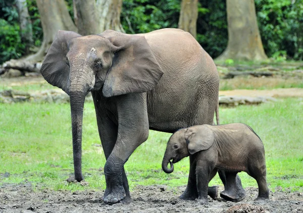 Der afrikanische Waldelefant — Stockfoto