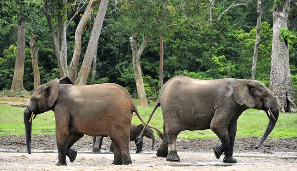 Der afrikanische Waldelefant — Stockfoto