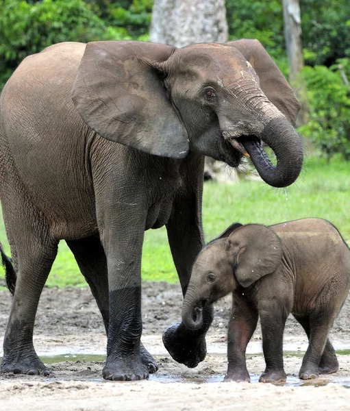O elefante da floresta africana — Fotografia de Stock