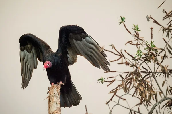 土耳其秃鹫的翅膀 — 图库照片