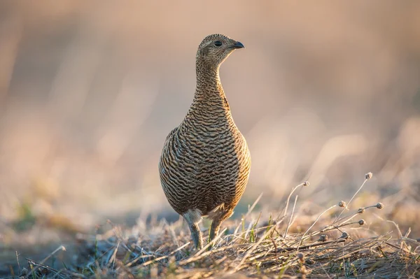 Korhoen (tetrao tetrix) — Stockfoto