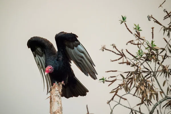 Turkey Vulture wings — Stock Photo, Image