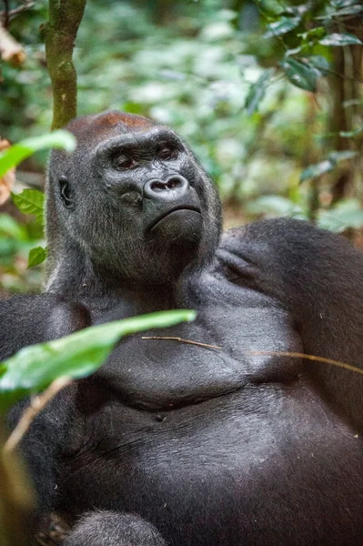 Portrait of a western lowland gorilla — Stock Photo, Image
