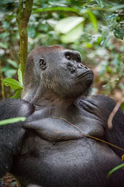 Portrait of a western lowland gorilla — Stock Photo, Image