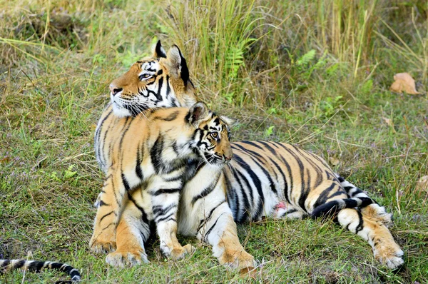 Tiger med en kattunge på en gräs. — Stockfoto