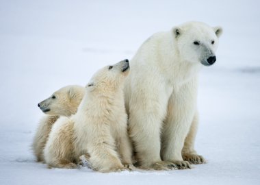 Polar dişi ayı yavruları ile.