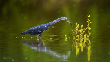 The adult tricolored heron