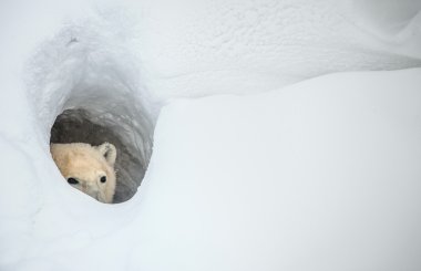 The polar bear looks out of a snow den clipart