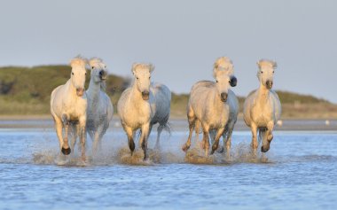 Beyaz Camargue at sürüsü