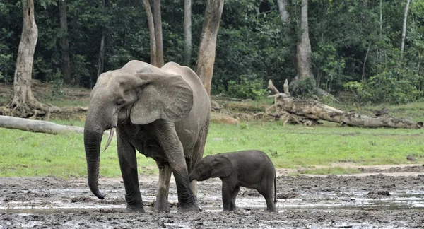 Die afrikanischen Waldelefanten — Stockfoto