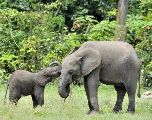 Os elefantes da floresta africana — Fotografia de Stock