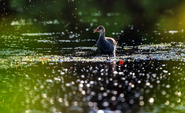 The Zapata rail (Cyanolimnas cerverai) — Stok fotoğraf