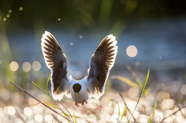 A kis sirály (Larus minutus) — Stock Fotó